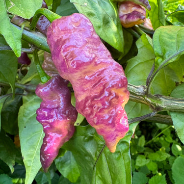 Bingo - Seeds - The Pepper Pantry (Formerly Marie Sharp's)